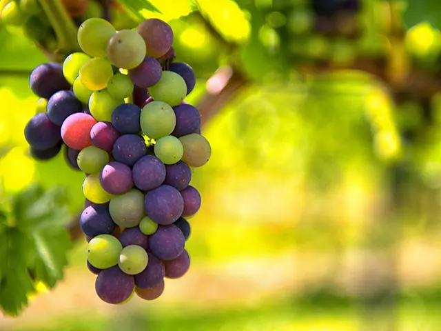North Fork Wineries vs. The Hamptons: Which Wine Tour is Right for You?
